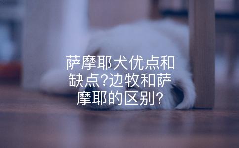 萨摩耶犬优点和缺点?边牧和萨摩耶的区别?