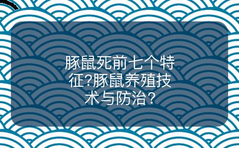 豚鼠死前七个特征?豚鼠养殖技术与防治?