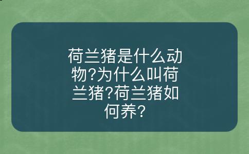 荷兰猪是什么动物?为什么叫荷兰猪?荷兰猪如何养?