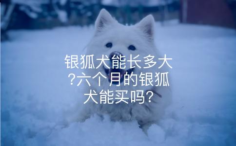 银狐犬能长多大?六个月的银狐犬能买吗?