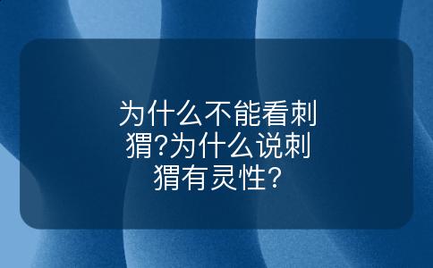 为什么不能看刺猬?为什么说刺猬有灵性?