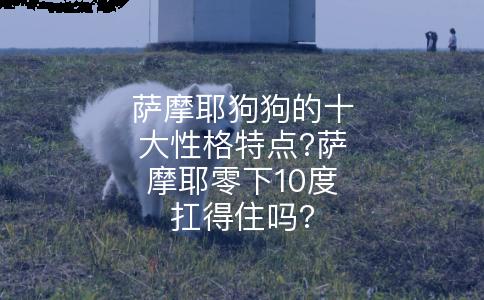 萨摩耶狗狗的十大性格特点?萨摩耶零下10度扛得住吗?