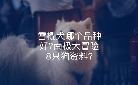 雪橇犬哪个品种好?南极大冒险8只狗资料?