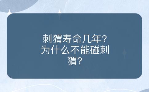 刺猬寿命几年?为什么不能碰刺猬?