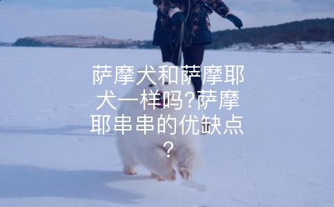 萨摩犬和萨摩耶犬一样吗?萨摩耶串串的优缺点?