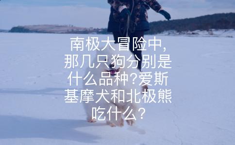 南极大冒险中,那几只狗分别是什么品种?爱斯基摩犬和北极熊吃什么?