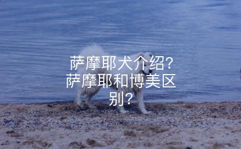 萨摩耶犬介绍?萨摩耶和博美区别?