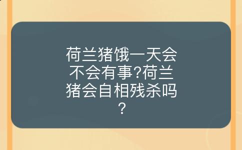 荷兰猪饿一天会不会有事?荷兰猪会自相残杀吗?