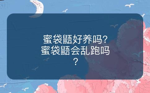 蜜袋鼯好养吗?蜜袋鼯会乱跑吗?