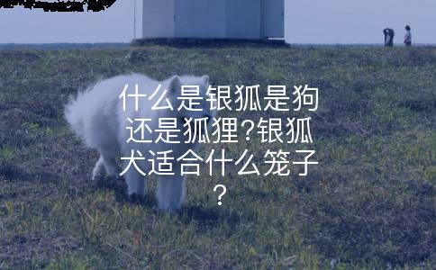 什么是银狐是狗还是狐狸?银狐犬适合什么笼子?