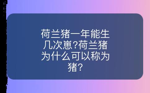 荷兰猪一年能生几次崽?荷兰猪为什么可以称为猪?