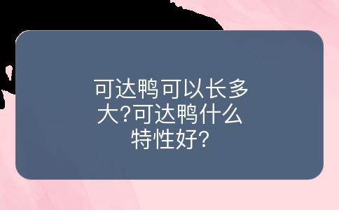 可达鸭可以长多大?可达鸭什么特性好?