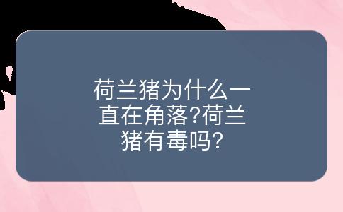 荷兰猪为什么一直在角落?荷兰猪有毒吗?