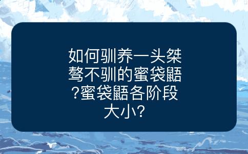 如何驯养一头桀骜不驯的蜜袋鼯?蜜袋鼯各阶段大小?