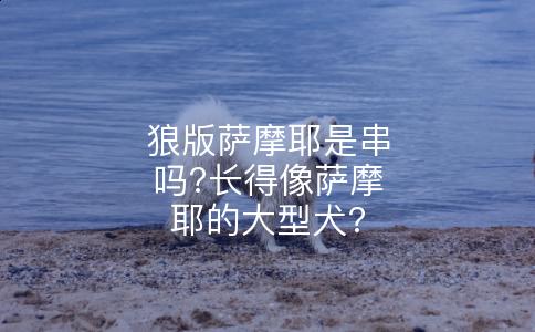 狼版萨摩耶是串吗?长得像萨摩耶的大型犬?