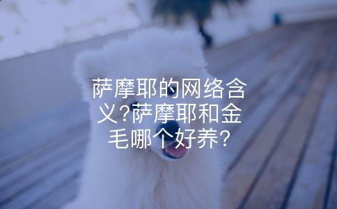 萨摩耶的网络含义?萨摩耶和金毛哪个好养?