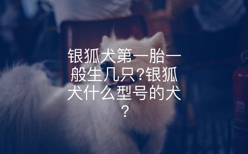 银狐犬第一胎一般生几只?银狐犬什么型号的犬?