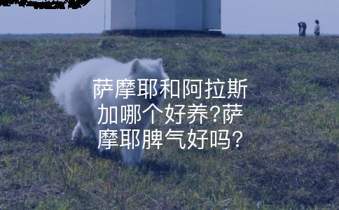 萨摩耶和阿拉斯加哪个好养?萨摩耶脾气好吗?