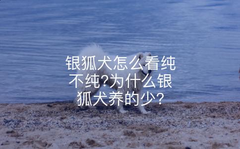 银狐犬怎么看纯不纯?为什么银狐犬养的少?