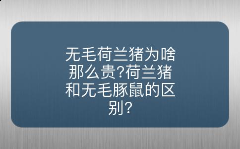 无毛荷兰猪为啥那么贵?荷兰猪和无毛豚鼠的区别?