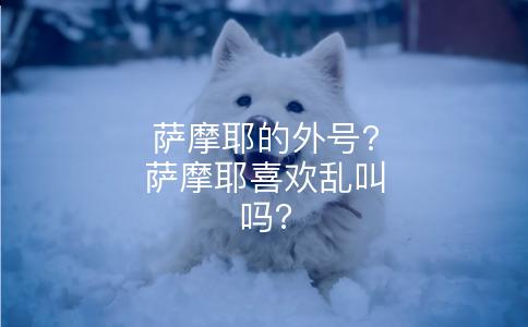 萨摩耶的外号?萨摩耶喜欢乱叫吗?