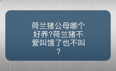 荷兰猪公母哪个好养?荷兰猪不爱叫饿了也不叫?