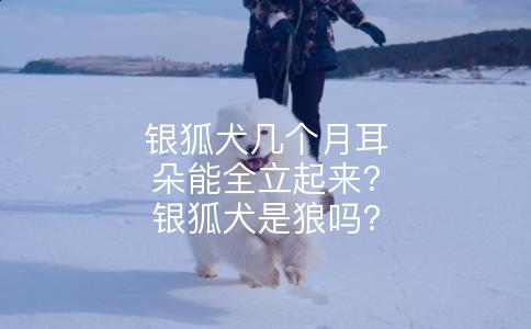 银狐犬几个月耳朵能全立起来?银狐犬是狼吗?