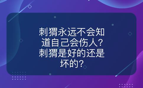 刺猬永远不会知道自己会伤人?刺猬是好的还是坏的?