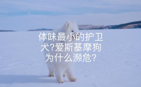 体味最小的护卫犬?爱斯基摩狗为什么濒危?