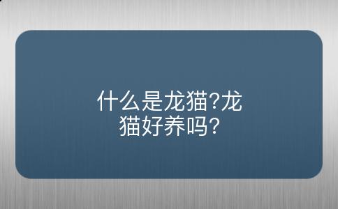 什么是龙猫?龙猫好养吗?