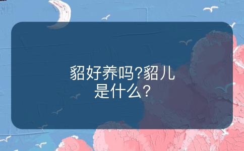 貂好养吗?貂儿是什么?