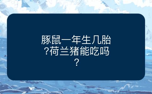 豚鼠一年生几胎?荷兰猪能吃吗?