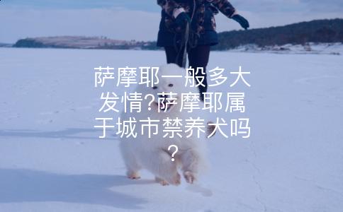 萨摩耶一般多大发情?萨摩耶属于城市禁养犬吗?