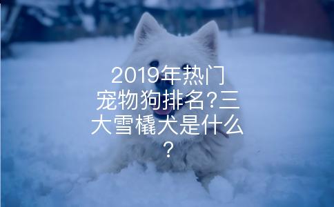 2019年热门宠物狗排名?三大雪橇犬是什么?