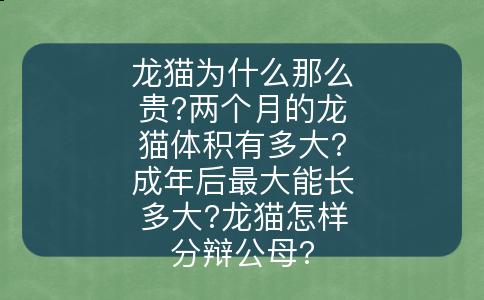 龙猫为什么那么贵?两个月的龙猫体积有多大?成年后最大能长多大?龙猫怎样分辩公母?