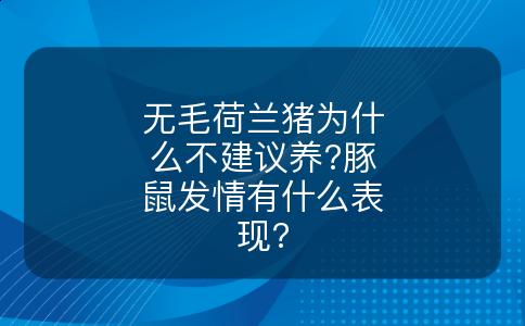 无毛荷兰猪为什么不建议养?豚鼠发情有什么表现?