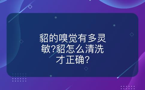 貂的嗅觉有多灵敏?貂怎么清洗才正确?