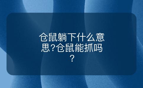 仓鼠躺下什么意思?仓鼠能抓吗?