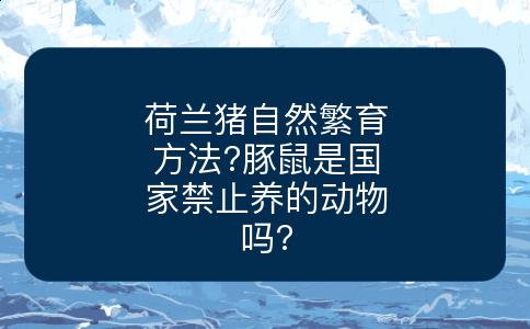 荷兰猪自然繁育方法?豚鼠是国家禁止养的动物吗?