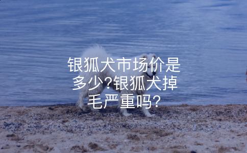 银狐犬市场价是多少?银狐犬掉毛严重吗?