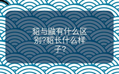 貂与鼬有什么区别?貂长什么样子?