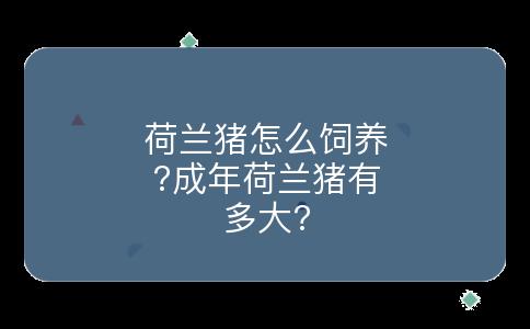 荷兰猪怎么饲养?成年荷兰猪有多大?