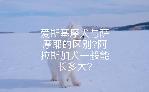 爱斯基摩犬与萨摩耶的区别?阿拉斯加犬一般能长多大?