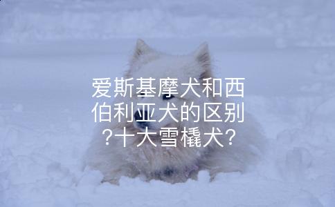 爱斯基摩犬和西伯利亚犬的区别?十大雪橇犬?