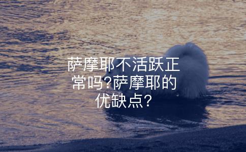 萨摩耶不活跃正常吗?萨摩耶的优缺点?