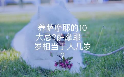 养萨摩耶的10大忌?萨摩耶一岁相当于人几岁?