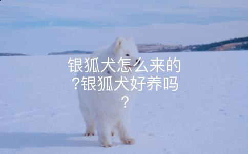 银狐犬怎么来的?银狐犬好养吗?