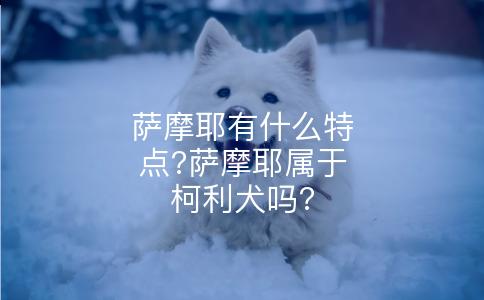 萨摩耶有什么特点?萨摩耶属于柯利犬吗?