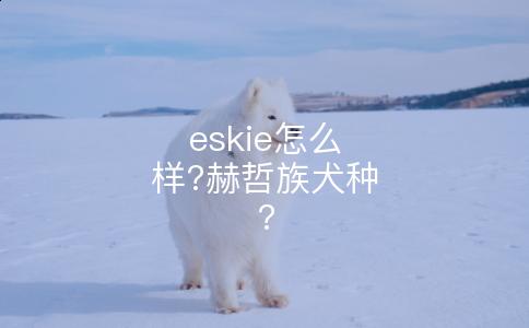 eskie怎么样?赫哲族犬种?