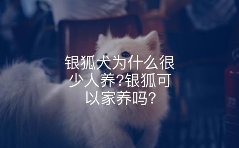 银狐犬为什么很少人养?银狐可以家养吗?